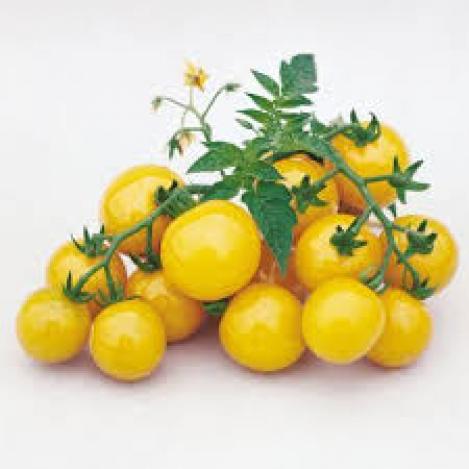 Pakis - Kirsstomat GOLDEN CHERRY