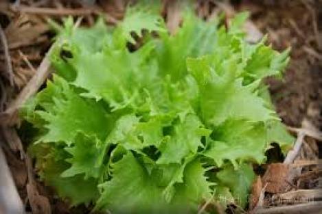 Pakis - Lehtsalat FRILLICE - seemned