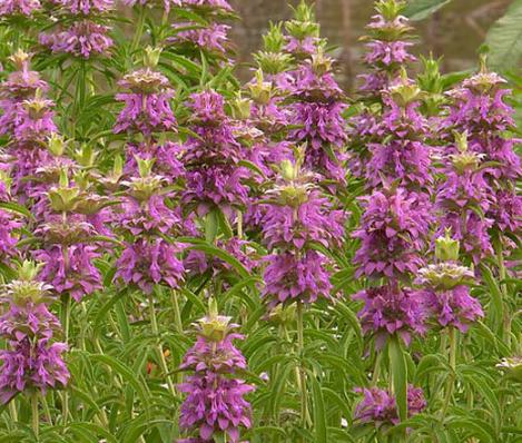 Pakis - Monarda LEMON BEEBALM, LEMON MINT