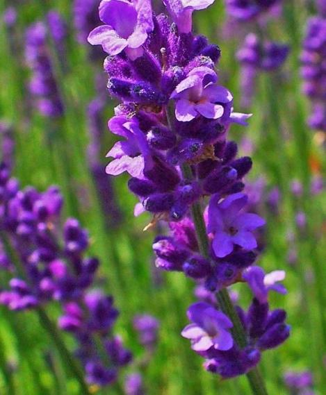 Pakis - Lavendel MUNSTEAD DWARF