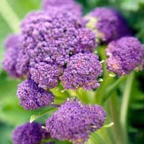 Pakis - Spargelkapsas brokkoli - EARLY PURPLE SPROUTING - seemned