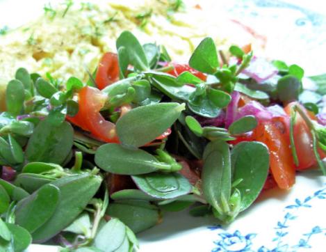 Aedportulak on iidne salatitaim ja asendab kappareid