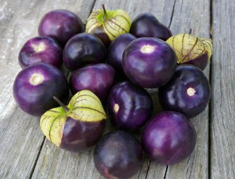 Pakis - Mehhiko füüsal , tomatillo (violetne)