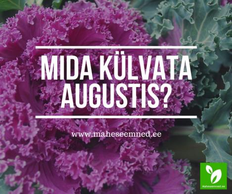 Milliseid seemneid külvata augustis?