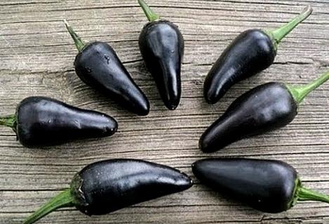 Pakis - Vürtspaprika (tšillipaprika) BLACK HUNGARIAN - seemned