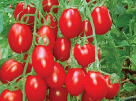 Pakis - Harilik tomat ROMA VF - seemned