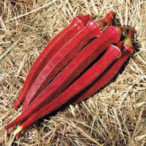 Pakis - Okra BURGUNDY - seemned