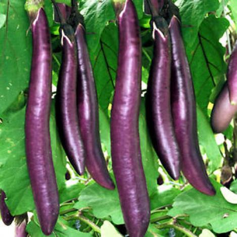 Pakis - Harilik baklaźaan, pommu- LONG PURPLE - seemned