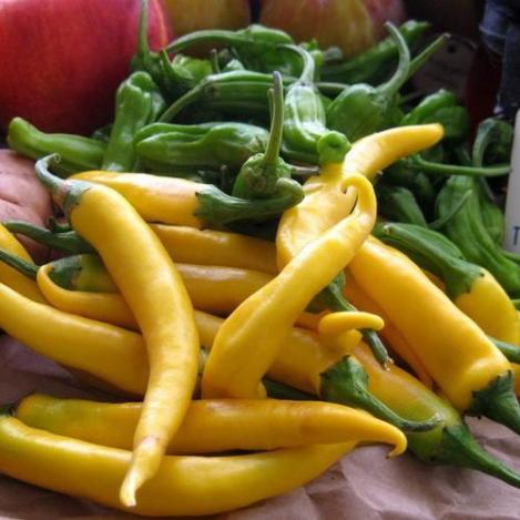 Pakis - Vürtspaprika (tšillipaprika) - GOLDEN CAYENNE - seemned
