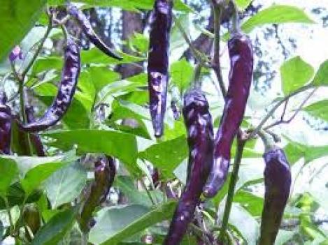 Pakis - Vürtspaprika (tšillipaprika)- CAYENNE PURPLE - seemned