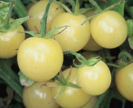 Pakis - Kirsstomat -WHITE CHERRY - seemned