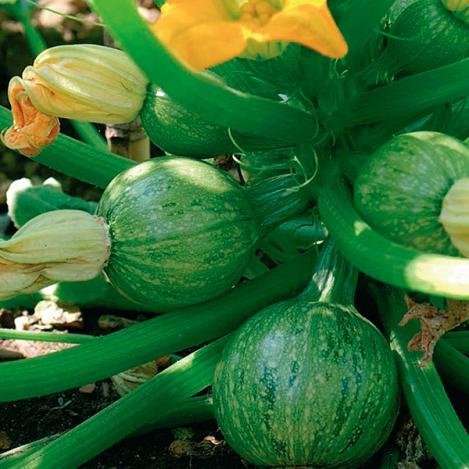 Pakis - Rullkõrvtits, kabatšokk, melonkõrvits - DE NICE À FRUIT ROND - seemned
