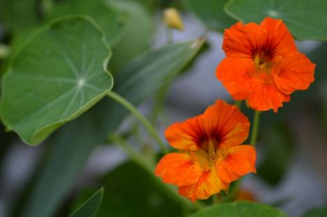 Pakis - Mungalill, Nasturtium JEWEL MIX - seemned