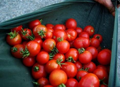 Pakis - Harilik tomat- STUPICE - seemned