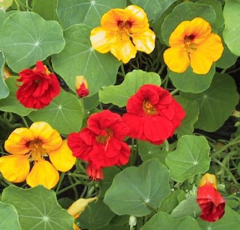 Pakis - Mungalill, Nasturtium JEWEL MIX