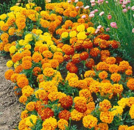 Pakis - Peiulill (tageetes) SPARKLY MIX - seemned