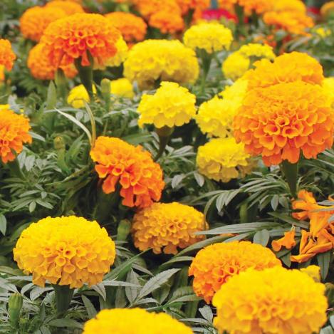 Pakis - Tagetes CRACKERJACK MIXED - seemned