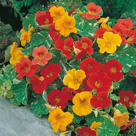 Pakis - Mungalill, Nasturtium ALASKA MIX - seemned