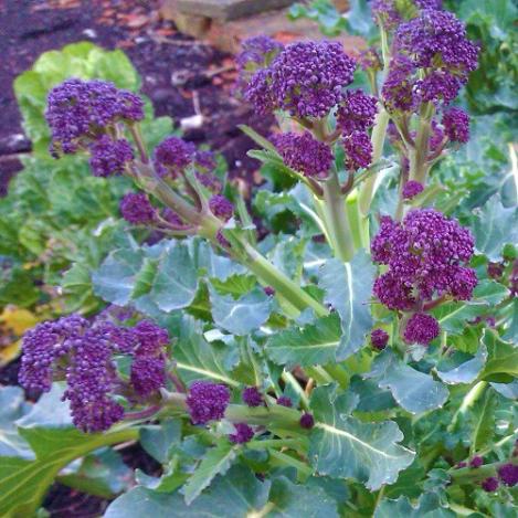 Pakis - Spargelkapsas EARLY PURPLE SPROUTING - seemned