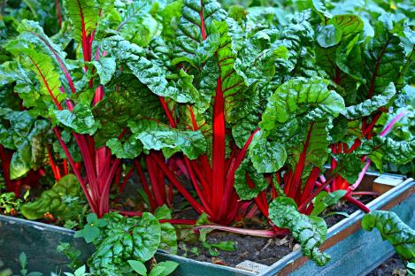 Pakis - Lehtpeet, mangold - RHUBARB CHARD - seemned