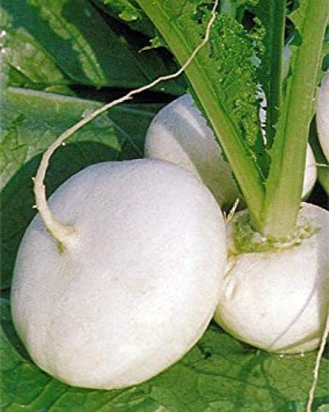 Pakis - Naeris- MILAN WHITE - seemned