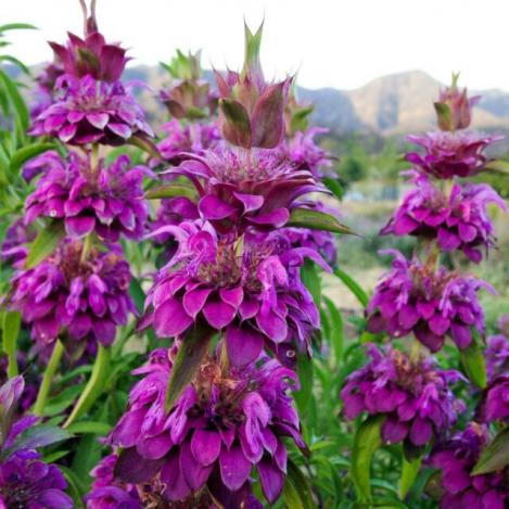 Pakis - Monarda LEMON BEEBALM, LEMON MINT - seemned
