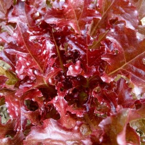 Pakis - Aedsalat - RED SALAD BOWL - seemned