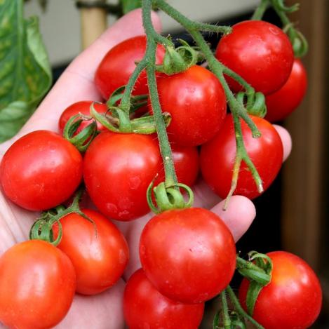Pakis - Tomat PRINCIPE BORGHESE - seemned