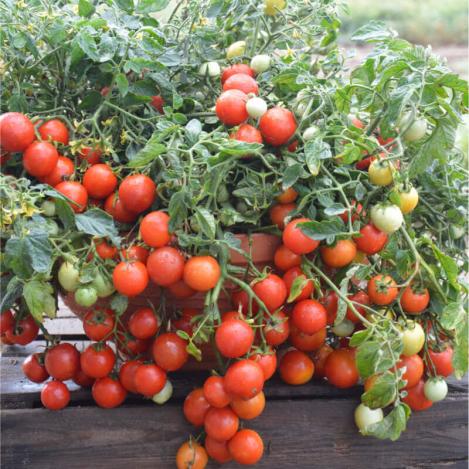 Pakis - Tomat MASKOTKA, Rõdutomat - seemned