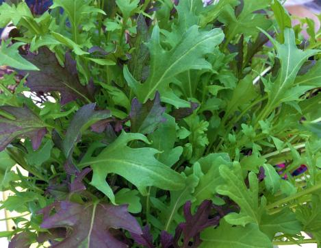 Pakis - Salatite segu FRILLY LEAF BLEND - seemned
