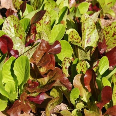 Pakis - Rooma salatite segu ROMAINE TRICOLOR - seemned