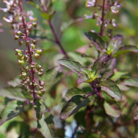 Pakis - Püha basiilik ehk tulsi, maheseeme, pärandsort