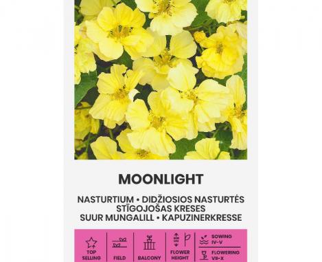 Pakis - Suur mungalill - MOONLIGHT - seemned