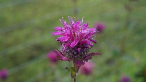 Pakis - Monarda LEMON BEEBALM, LEMON MINT, tavaseeme