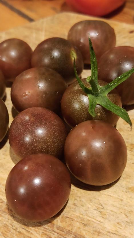 Pakis - Kirsstomat BLACK CHERRY - seemned