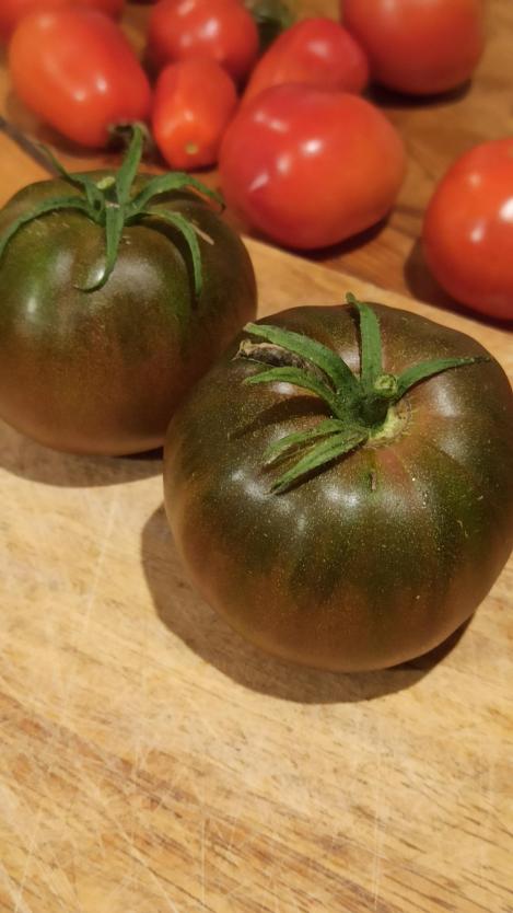 Pakis - Harilik tomat - BRANDYWINE NOIR - seemned