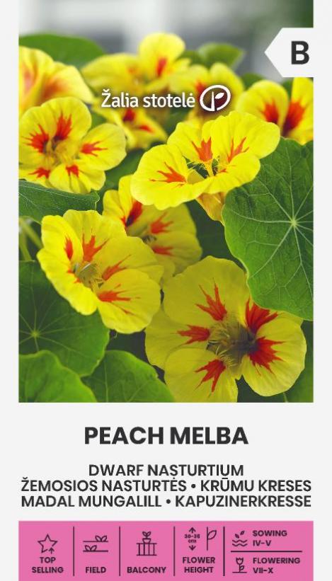 Pakis - Madal mungalill PEACH MELBA - seemned