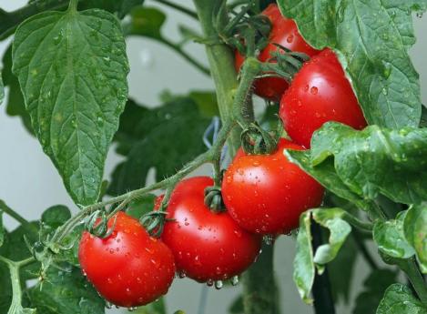 Pakis - Tomat VARTO - seemned