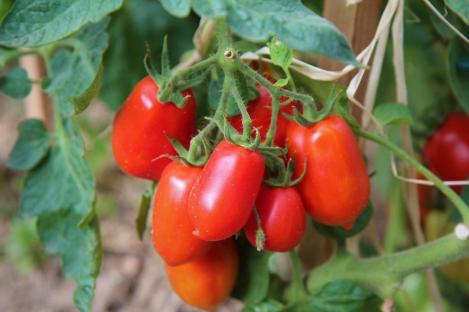 Pakis - Harilik tomat ROMA VF - seemned