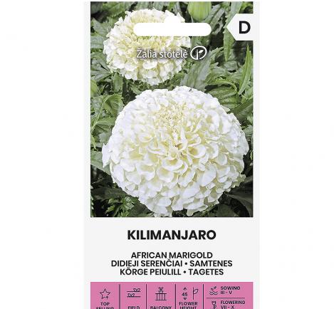 Pakis - Kõrge peiulill KILIMANJARO - seemned