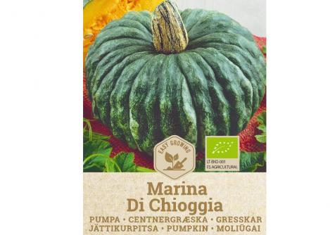 Pakis - Kõrvits MARINA DI CHIOGGIA, maheseeme, pärandsort
