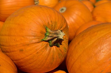 Pakis - Kõrvits JACK O' LANTERN, maheseeme, pärandsort