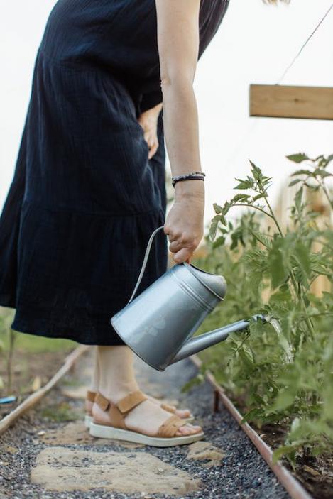 Kuidas tomatitaimi õigesti kasta?