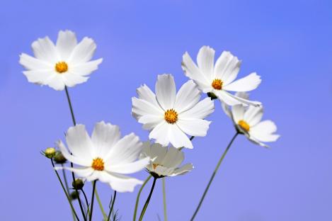 Pakis - KOSMOS - SENSATION WHITE - seemned
