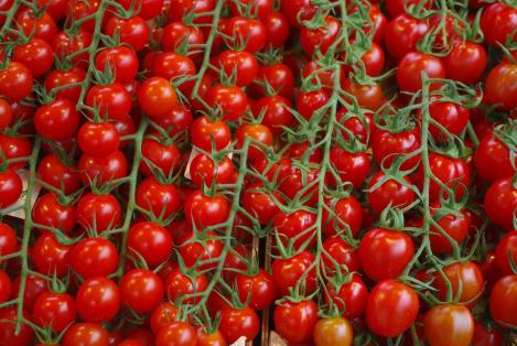 Pakis - Tomat Gardener`s Delight - seemned