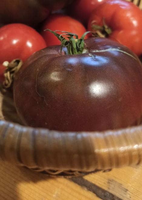 Pakis - Harilik tomat - BRANDYWINE NOIR, maheseeme, pärandsort