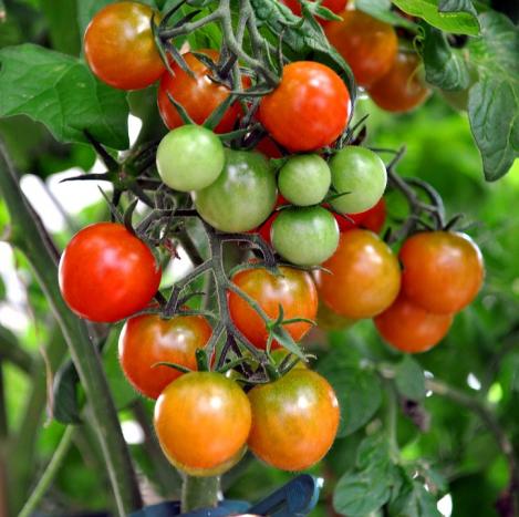 Pakis - Tomat GARTENPERLE, tavaseeme, pärandsort