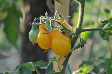 Pakis - Tomat YELLOW SUBMARINE, maheseeme, pärandsort