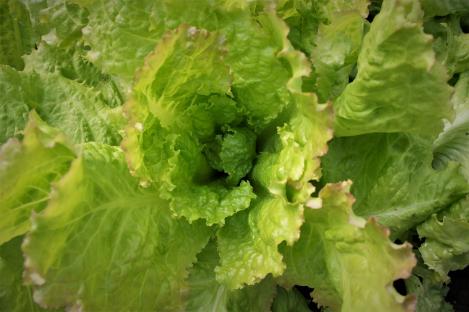 Pakis - Salat LETTUCE REGINA DI MAGGIO, maheseeme