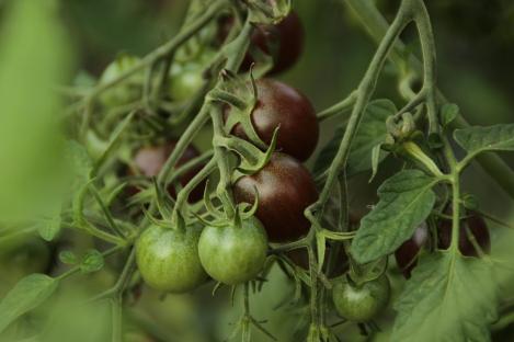 Millised läbi aegade lemmikud tomatisordid võiksid olla igas kasvuhoones?